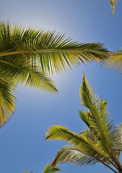 View of the bright Caribbean sky framed by palm leaves with the sun shining through in Miches Dominican Republic